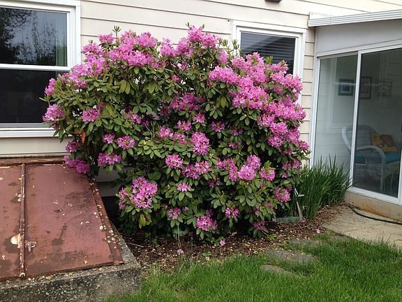 Rhododendron