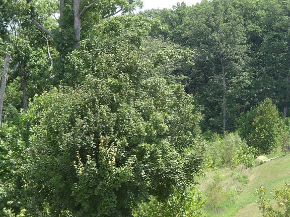 Partial View from deck