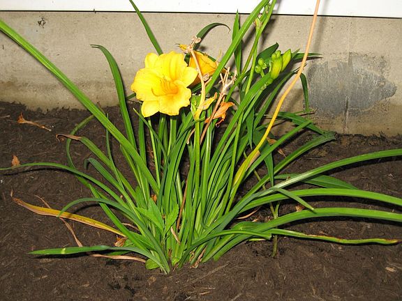 Decorative perennials 