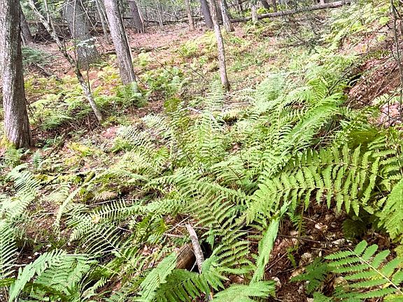 5th image of 51 Beaver Dam Road