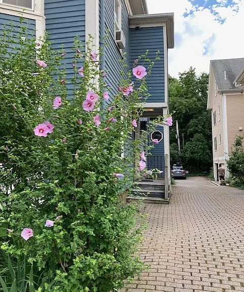 28 Mount Auburn St #1 — Photo 1