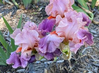 211 11th Ave NE #2, Rochester, MN 55906