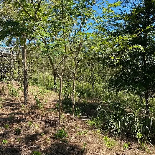 Rackley Mountain Rd, Chester — Photo 2