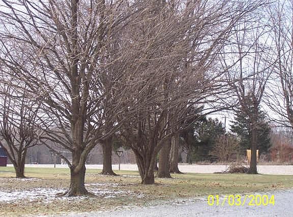 3rd image of 8439 S Leonard Add