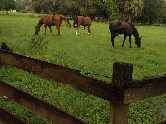 Horses in back Pasture behind second barn