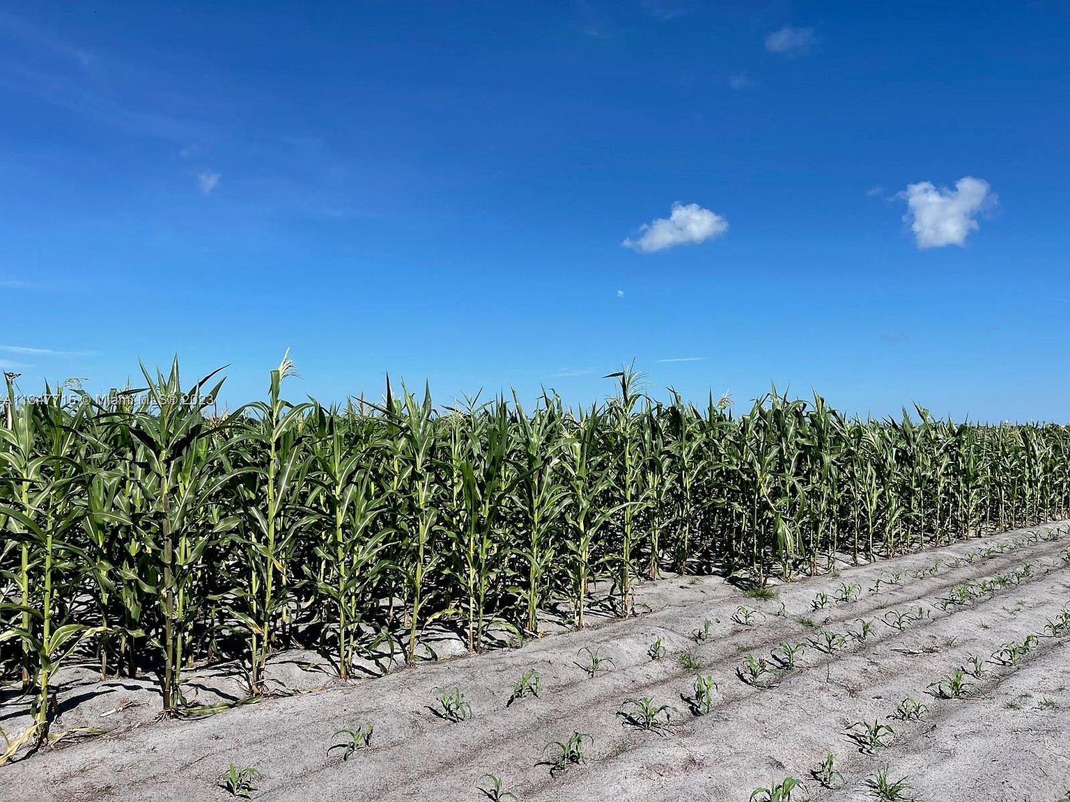 201 Angus Rd, Venus, FL 33960 MLS A11347715 Zillow