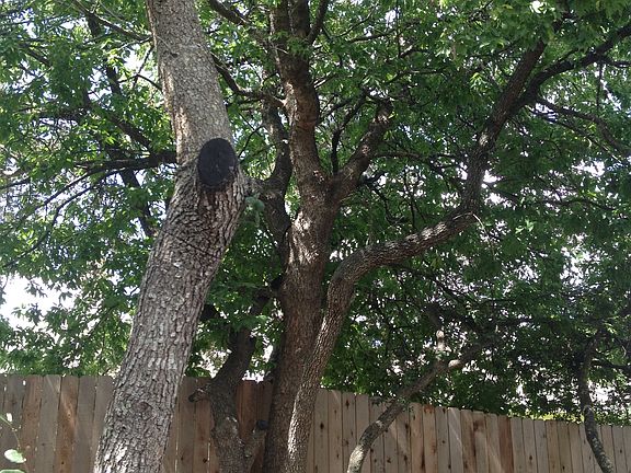 Our shady trees