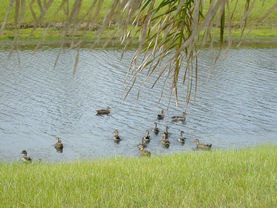 Lake behind house