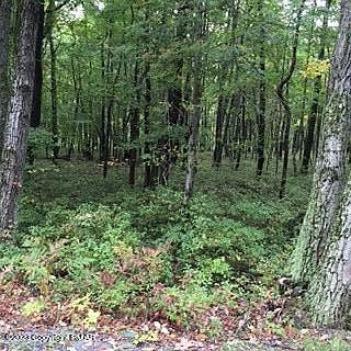 1st image of Little Bear Ln