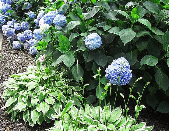 Endless summer hydrangeas