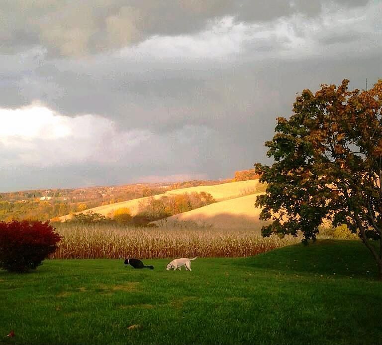 View from Backyard Patio