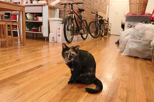 Rented by PMG Real Estate  | media 48