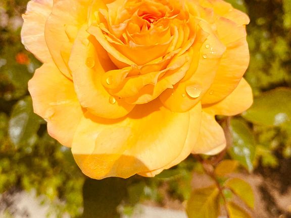 One of thousands of roses surrounding the pastoral property, steeped in peace, quiet and serenity.