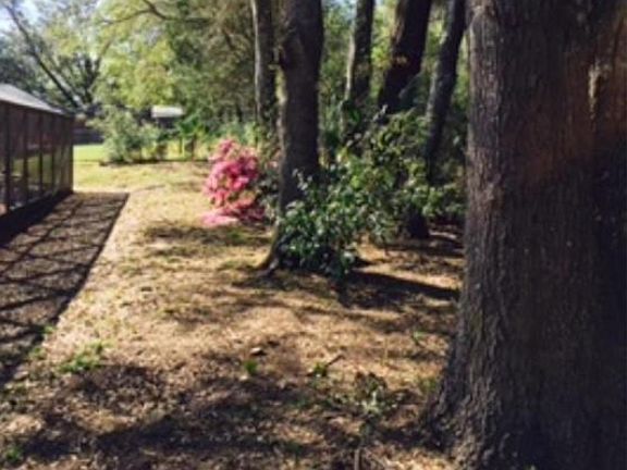 Backyard view from the pool 