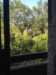 Tree view from Master balcony