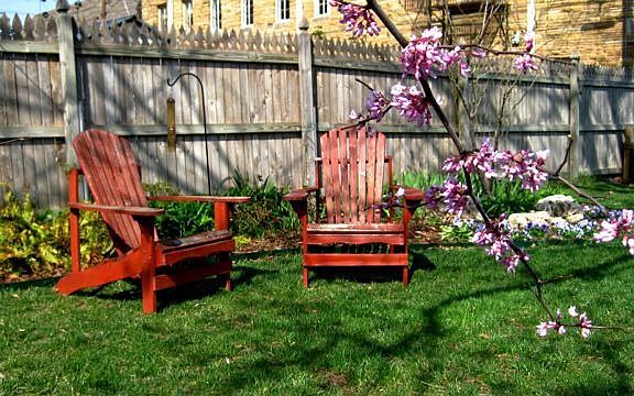 Back Yard in Spring