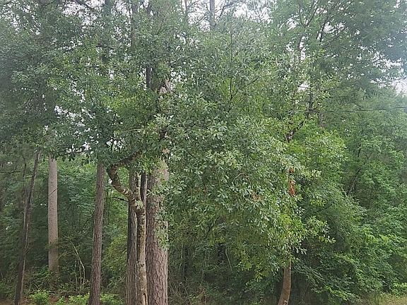2nd image of 1017 Weeping Willow Dr