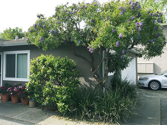 Outside view of the apartment with Texas Mountain Laurel tree.