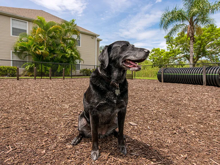 We welcome furry family members, offering pet-friendly apartments with two exclusive paw parks.