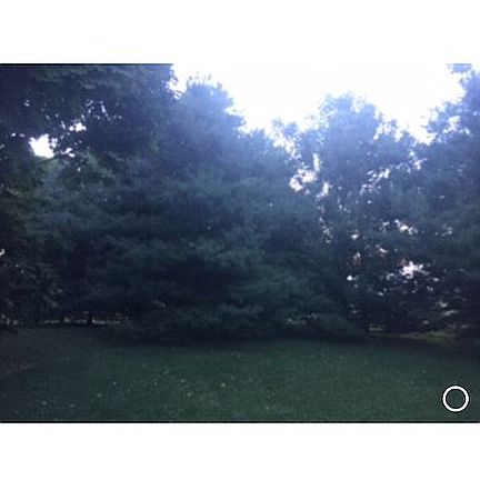 North view. Pine wind block