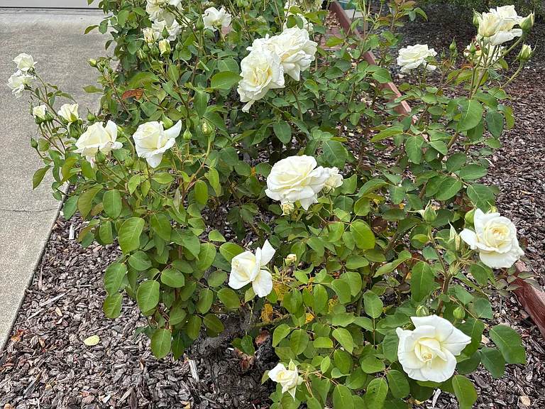 Cutting garden in front and back yards