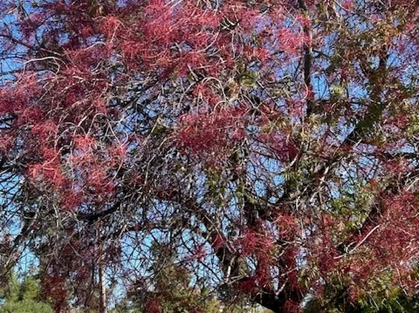 3898 Neal Rd, Paradise, CA 95969