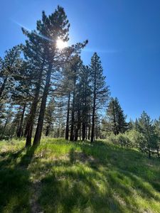 459 Paintbrush, Clio, CA, 96106