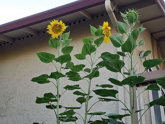 Giant sunflowers