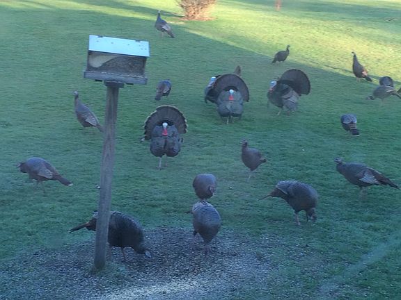 Wild Turkeys visit daily!
