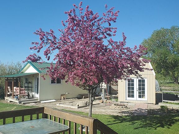 Ornamental Cherry May 2022