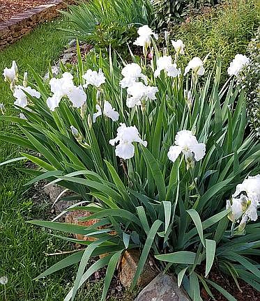Garden: Returning Plants