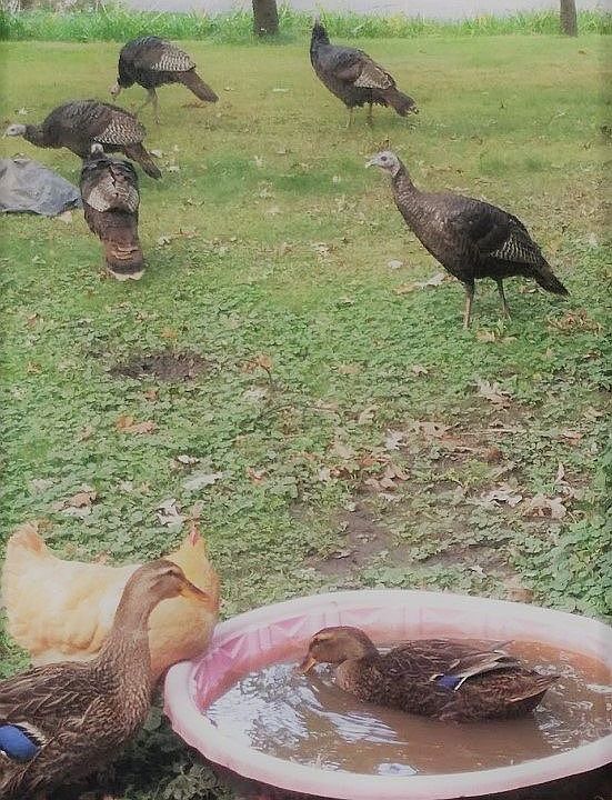 Duckins, and Turkeys