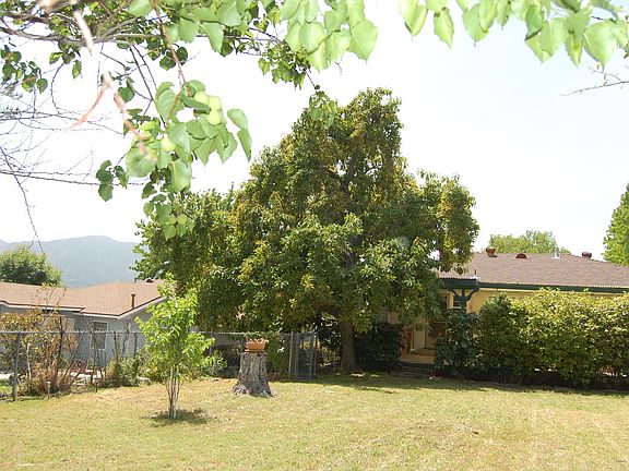Big Fruit Tree