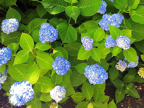 Flowering plants abound
