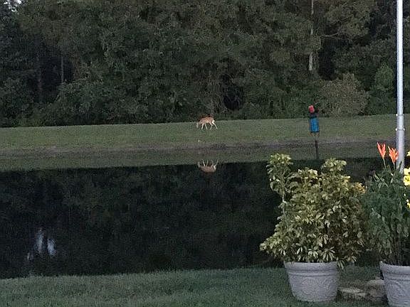 Pond with wild life