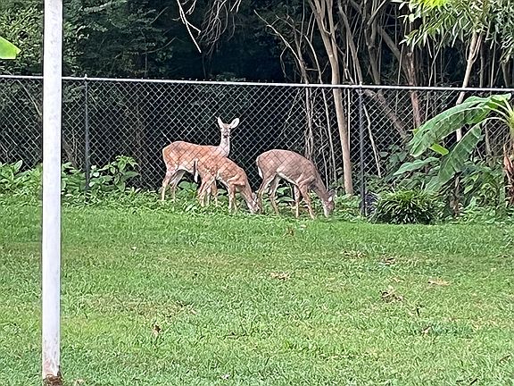 Nature preserve in back yard