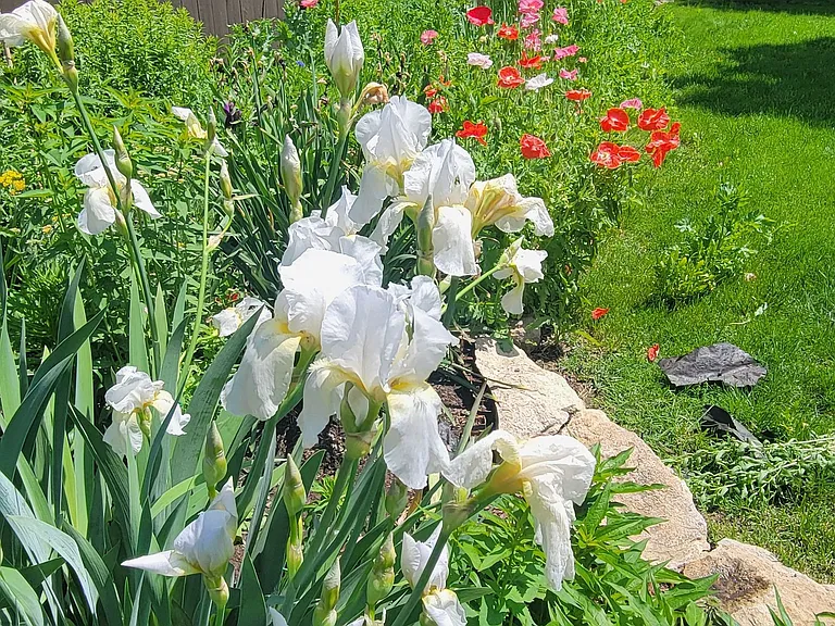 Through out the seasons of Spring, Summer and Autumn enjoy the many different perennial and annual flowers.