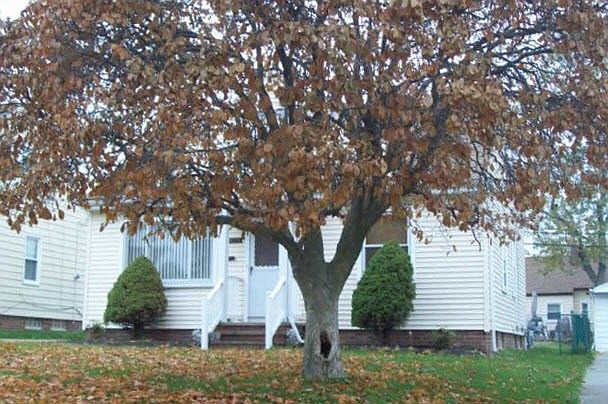 2nd image of 15409 Northwood Ave