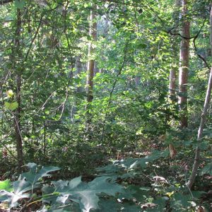0 Greenway Upholstery Rd, Hartwell, GA, 30643