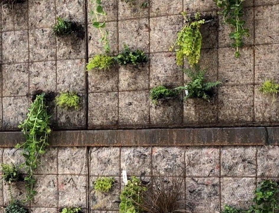 custom built green walls next to building entrance