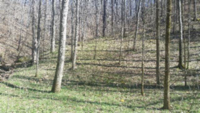 1st image of T-short Lane
