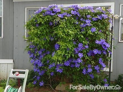 beautiful flowerbeds in the spring