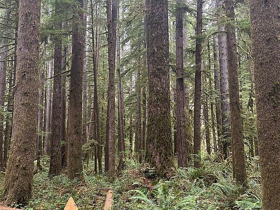 4th image of 99 Highway 101