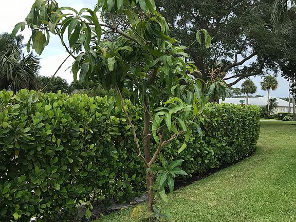 Dot Mango Tree