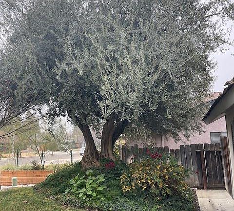 5th image of 3104 W Dorothea Ave