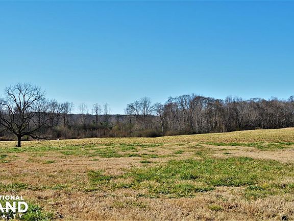 Large Black Walnut shade tree
