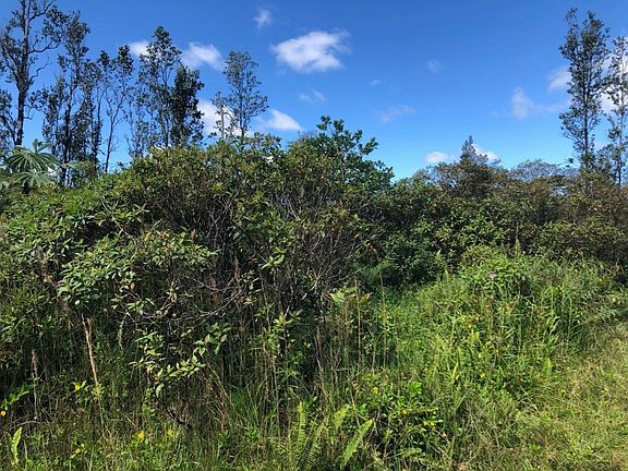 5th image of Hibiscus Dr Lot 34