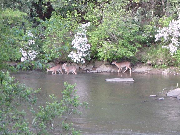 wildlife
