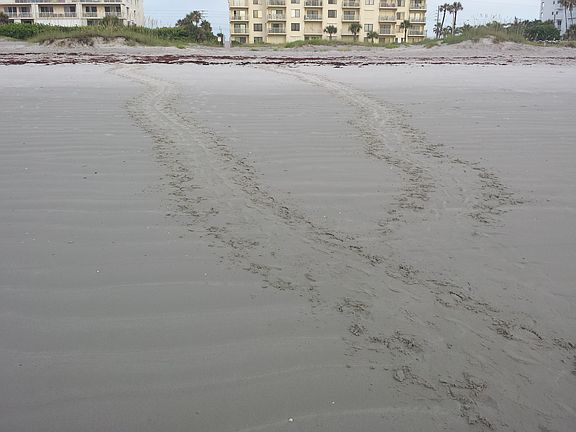 Sea Turtle tracks 