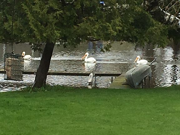Pelicans out the back door.